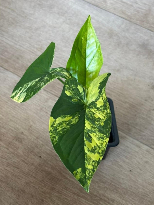 Syngonium Aruea cutting