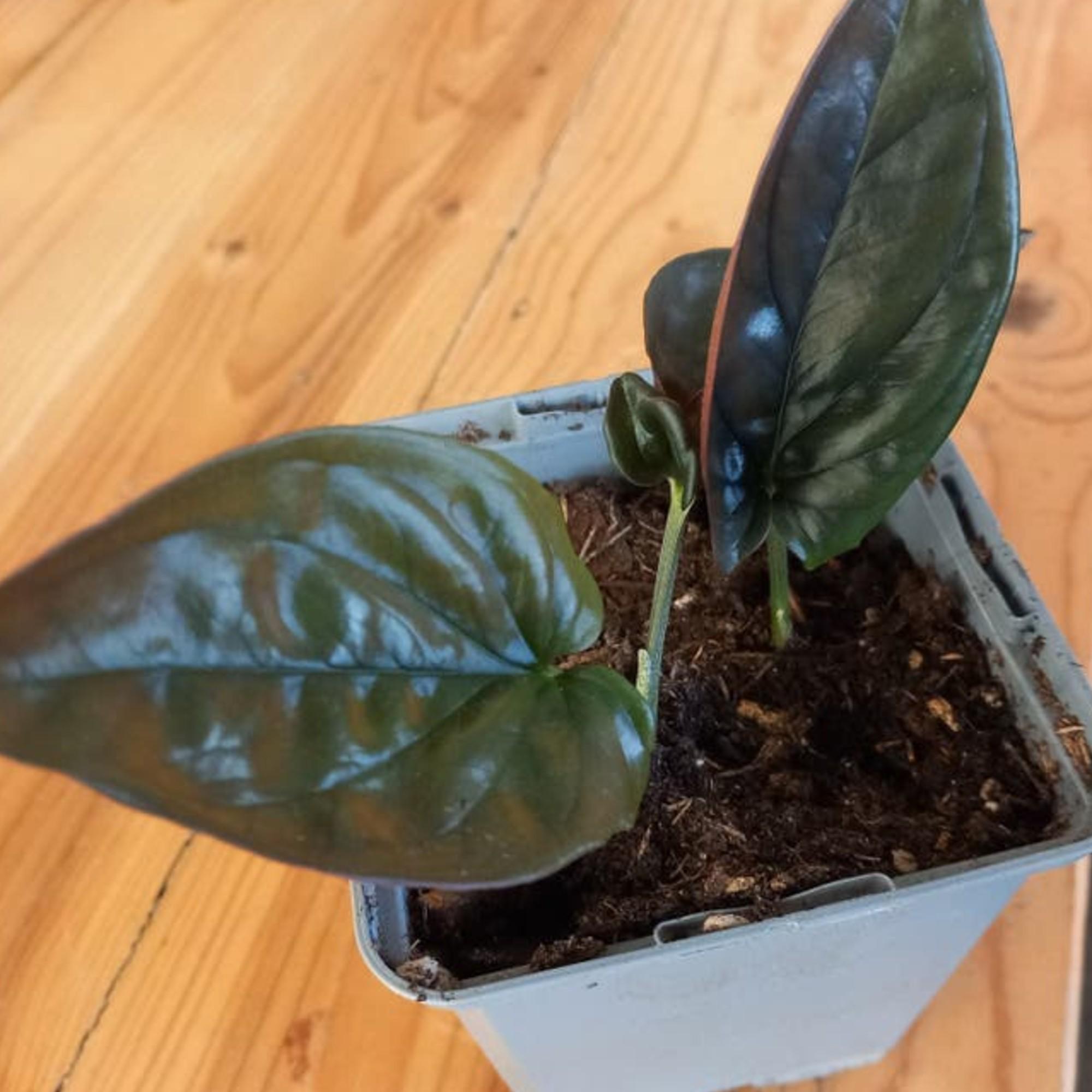 Syngonium Erythrophyllum Red cutting