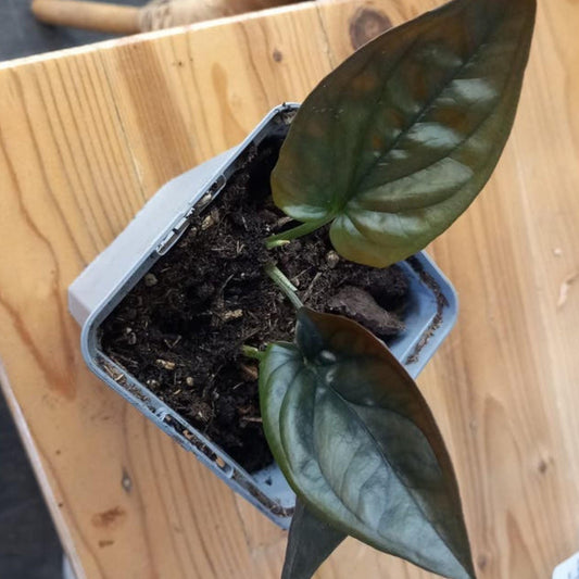 Syngonium Erythrophyllum Red cutting