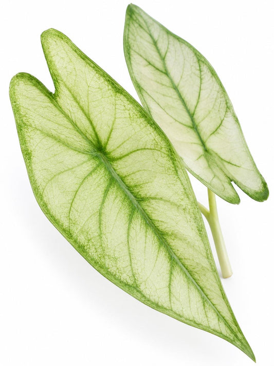 Alocasia Longiloba Albo Mint Variegata Bulb – Variegated Alocasia