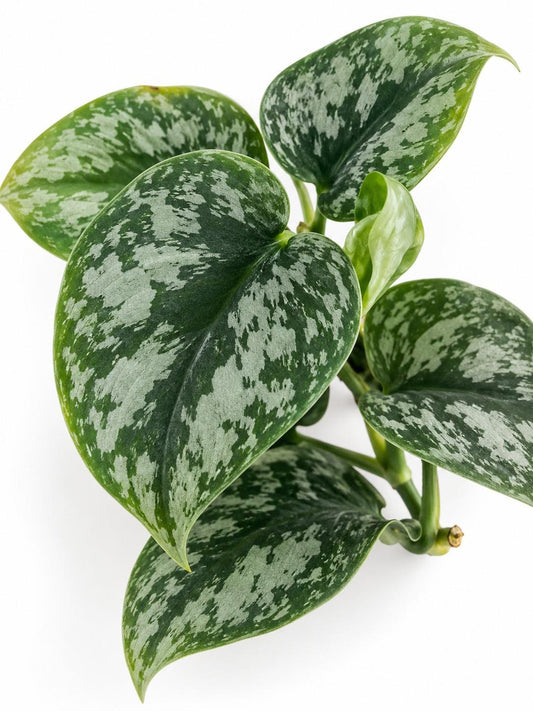 Scindapsus Pictus Exotica Cutting – rare plant for sale