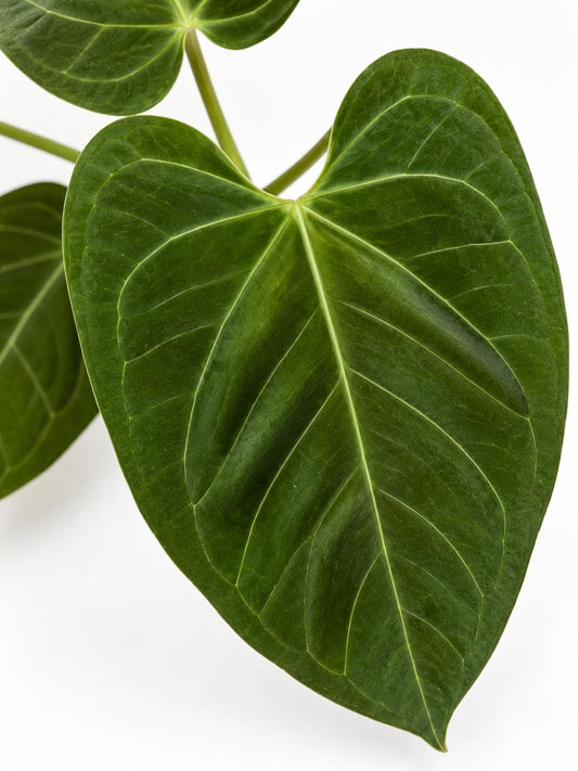 Anthurium Papillilaminum x Chamberlainii Cutting – rare plant for sale