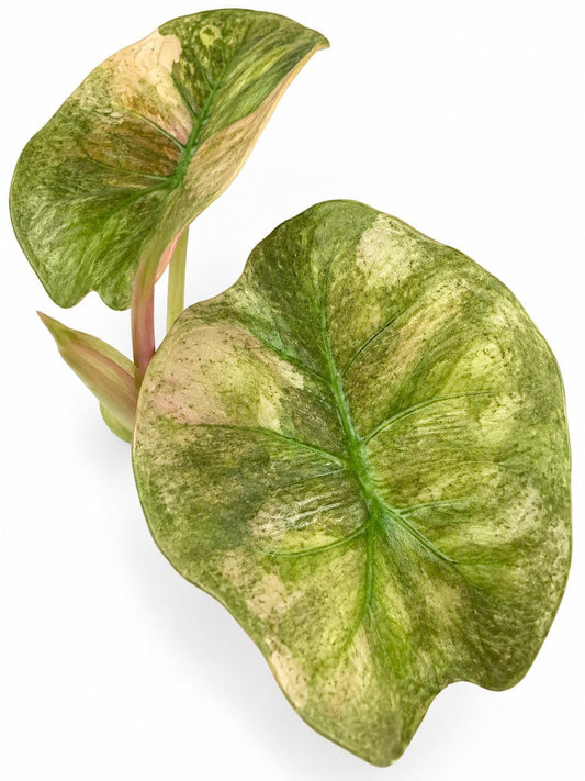 Alocasia Cuprea Red Secret Pink Mint Variegata Bulb – Variegated Alocasia