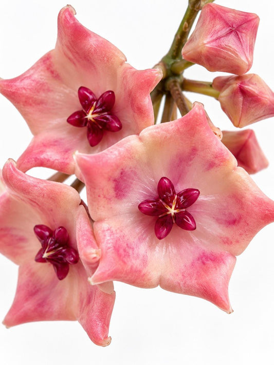 Hoya Patella Pink Flower Cutting – Rare Vining Hoya
