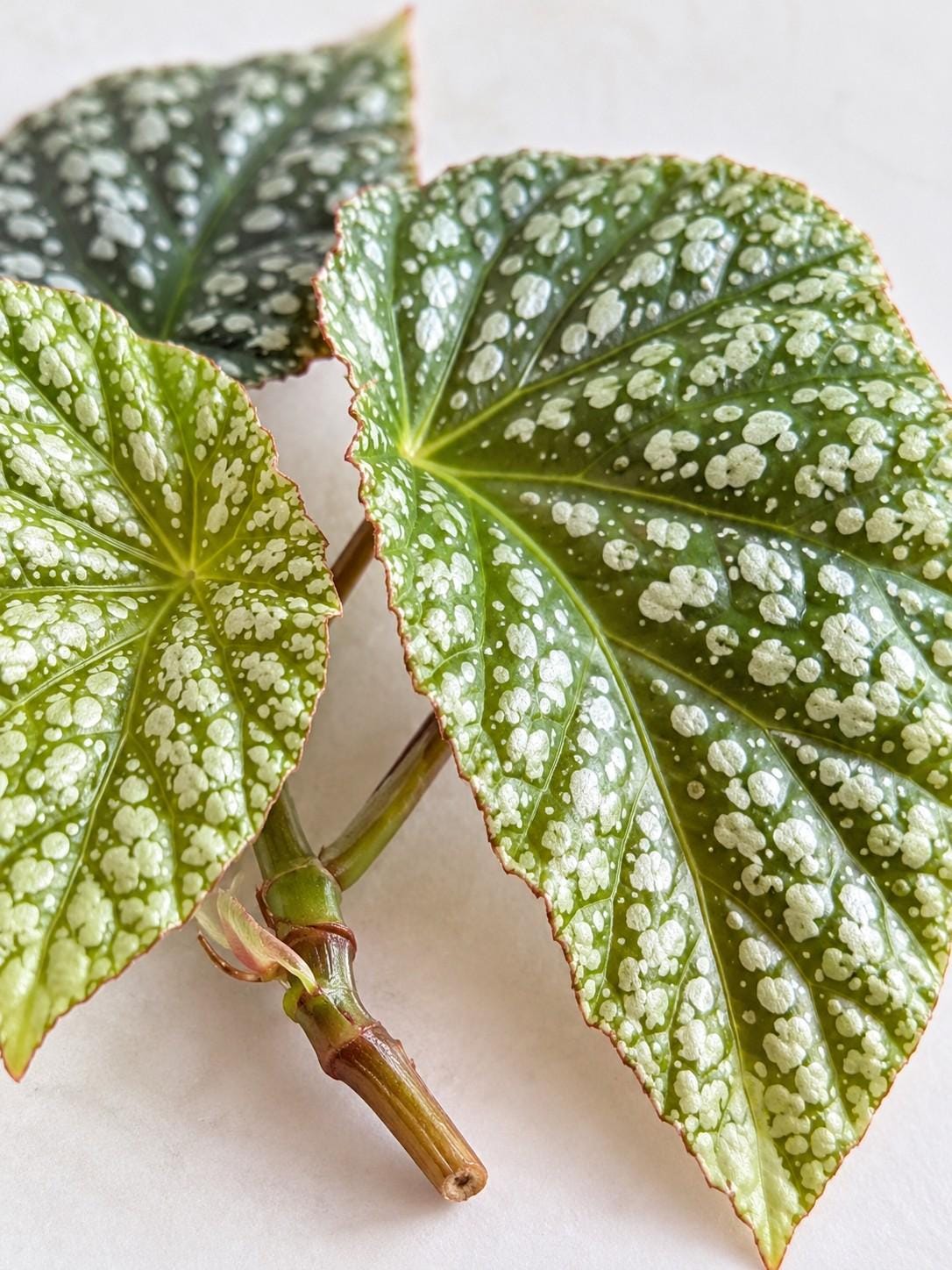 Begonia Corallina cutting photo 2