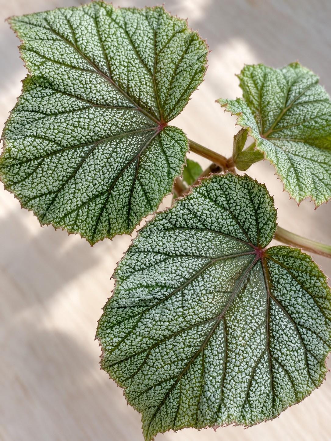 Begonia Sinbad cutting photo 2