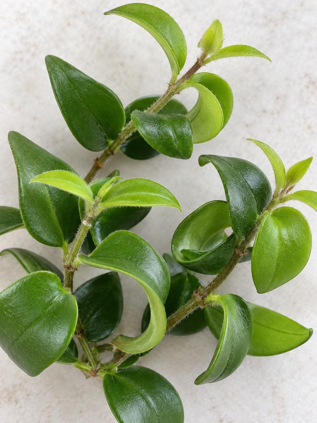 Aeschynanthus Lipstick cutting photo 2