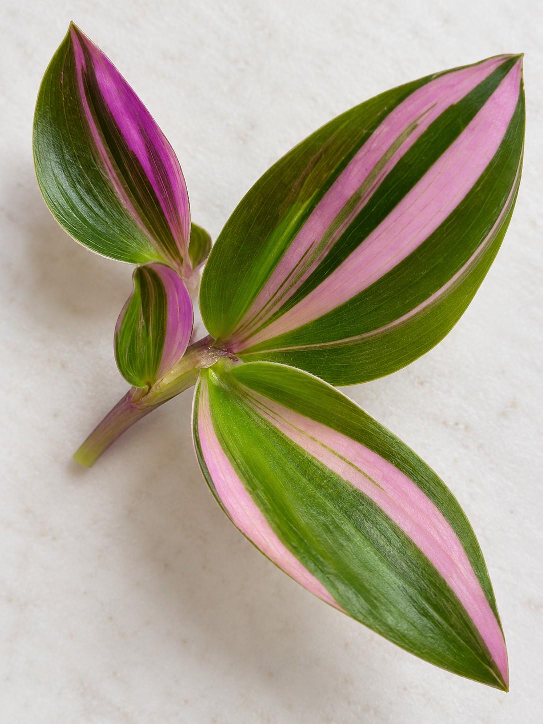 Tradescantia Cerinthoides cutting photo 2