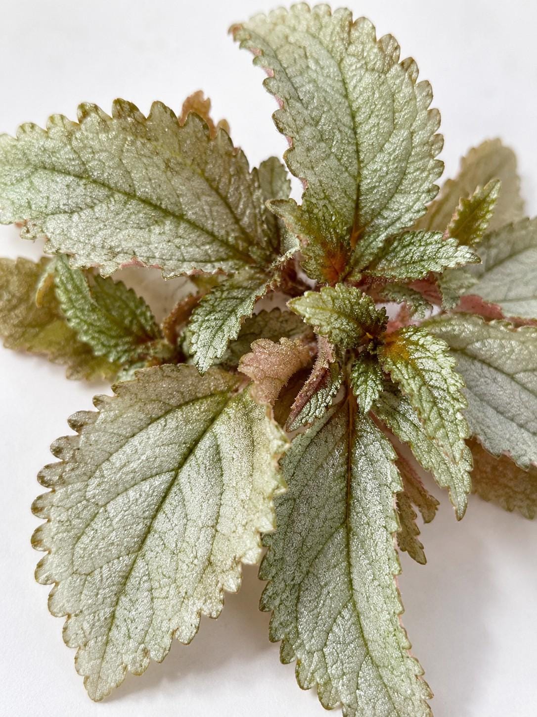 Pilea Ellen cutting photo 2