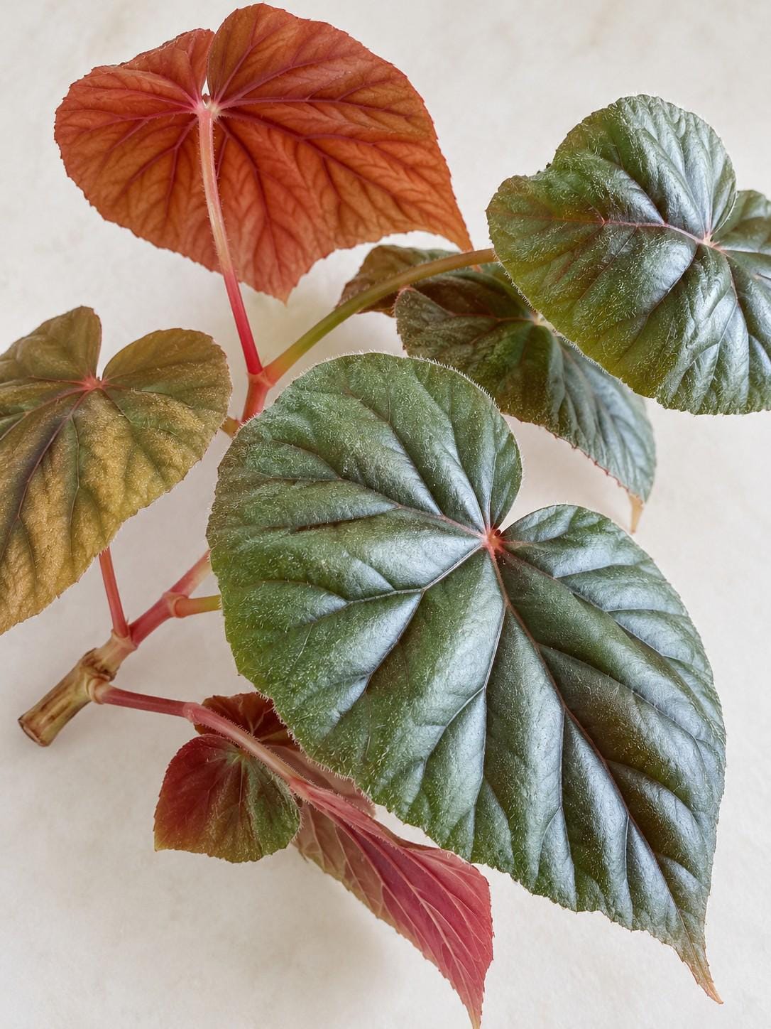 Begonia Oldemore cutting photo 2