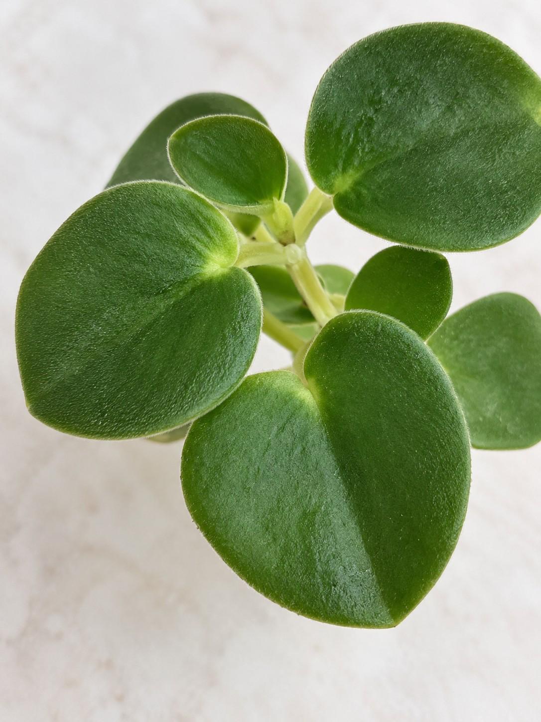 Peperomia Incana cutting photo 2