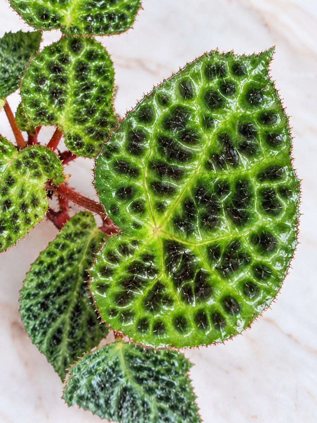 Begonia Ferox cutting photo 2