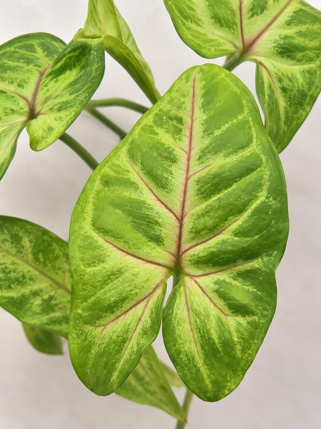 Syngonium Mango Allusion cutting photo 2