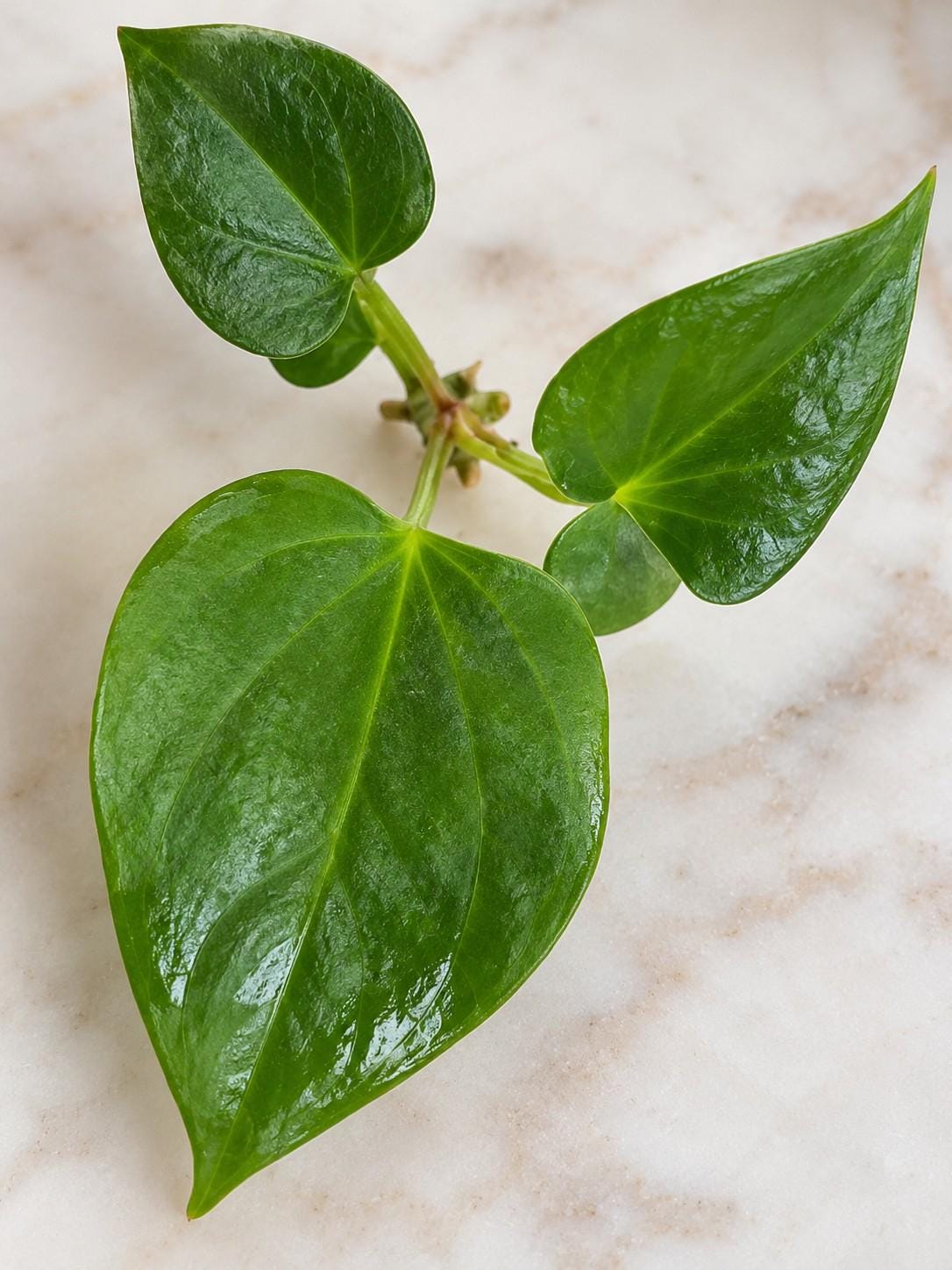 Anthurium Ralph Lynam cutting photo 2