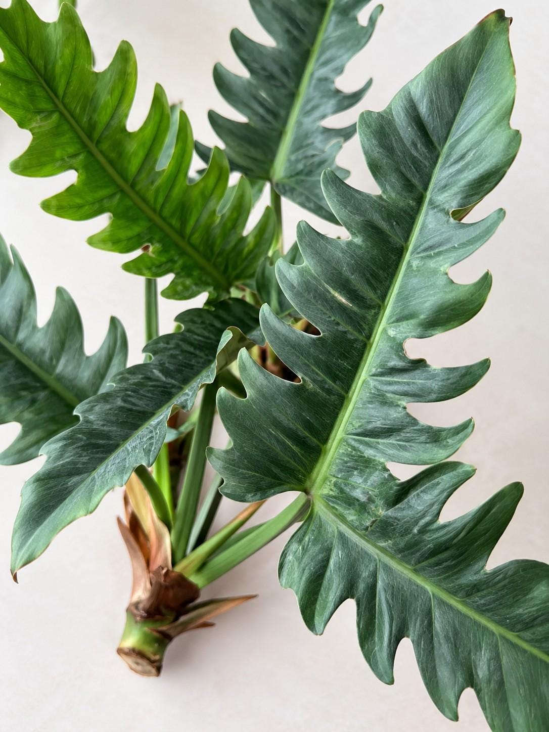 Philodendron Rambo cutting photo 2