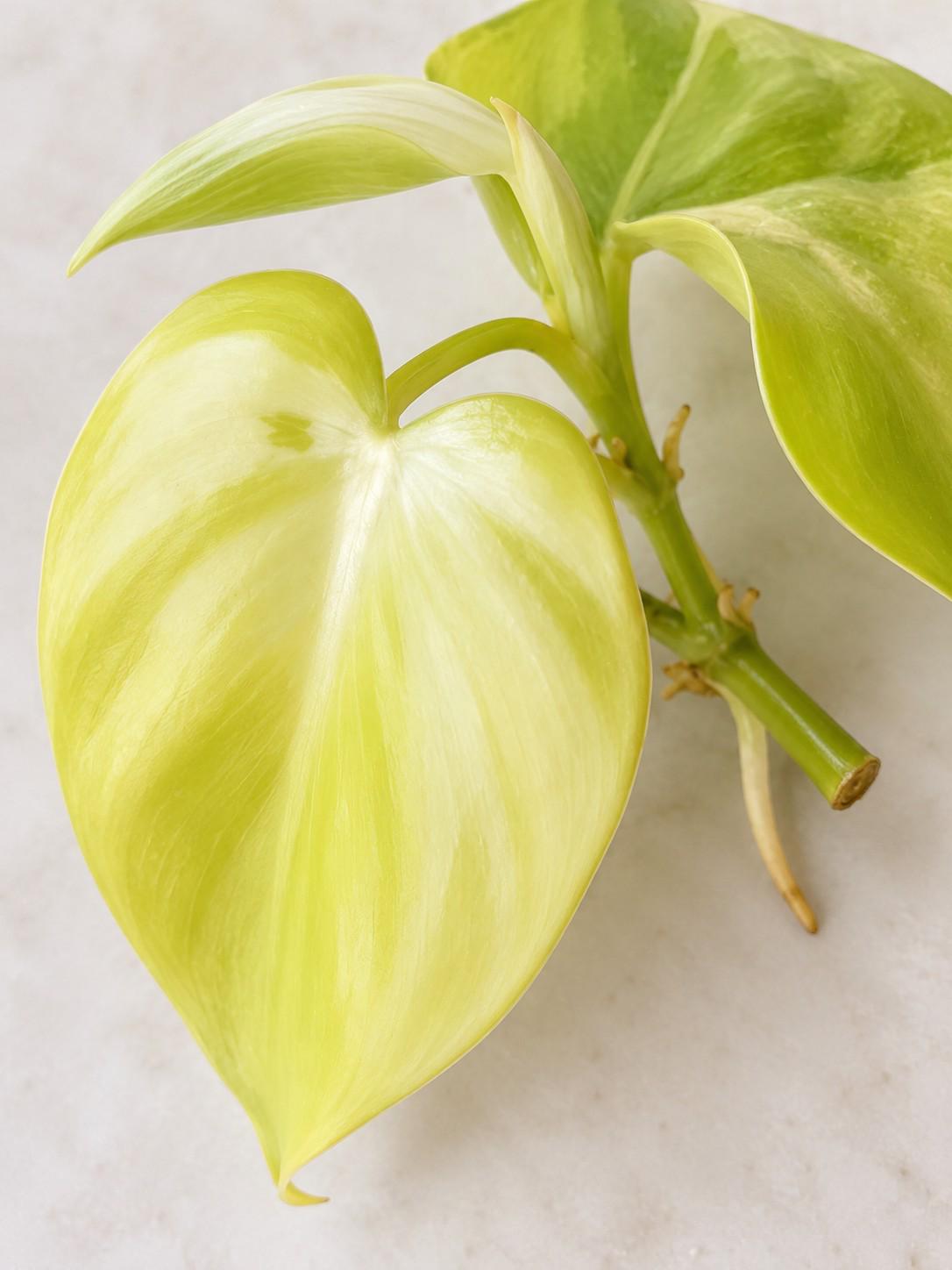 Philodendron Cordatum Lemon Lime cutting photo 2