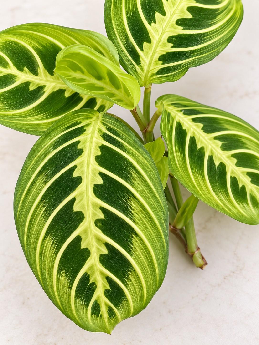 Maranta Lemon Lime cutting photo 2