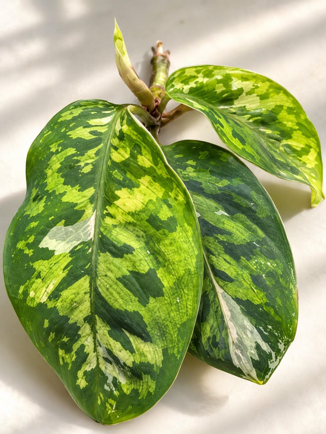 Homalomena Camouflage Albo Variegata cutting photo 2
