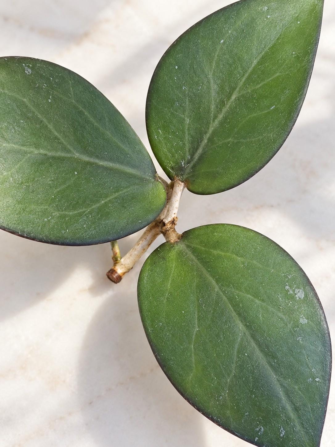 Hoya Fusco Marginata cutting photo 2