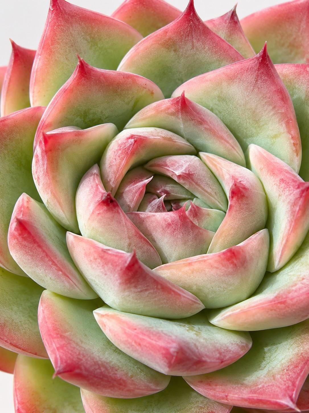 Echeveria French Rose leaf cutting photo 2