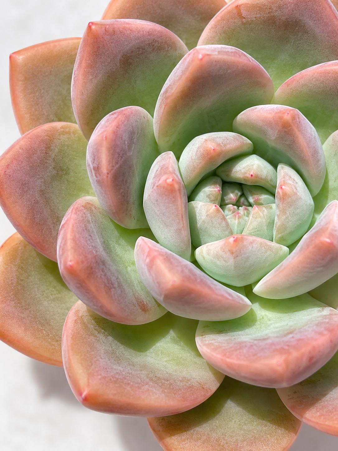 Echeveria Jade Butterfly leaf cutting photo 2
