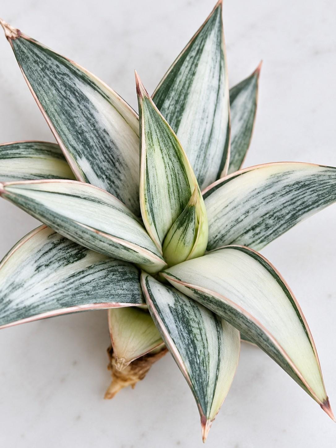 Sansevieria Blue Cone Variegata cutting photo 2