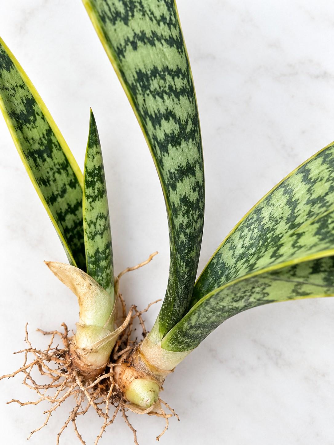 Sansevieria Herminia cutting photo 2