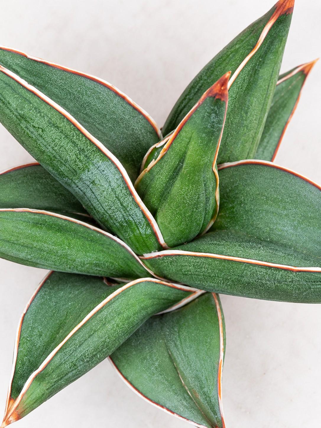 Sansevieria Ehrenbergii cutting photo 2
