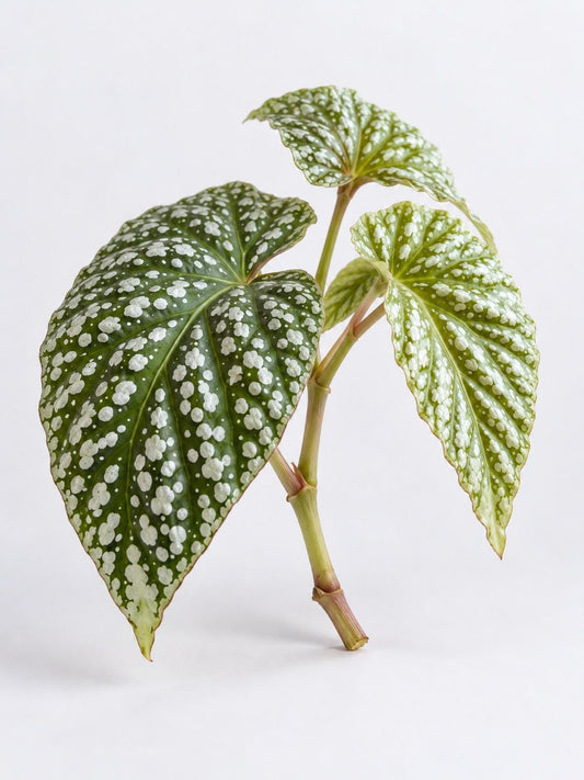 Begonia Corallina cutting