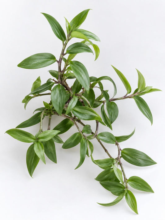 Tradescantia Fluminensis cutting