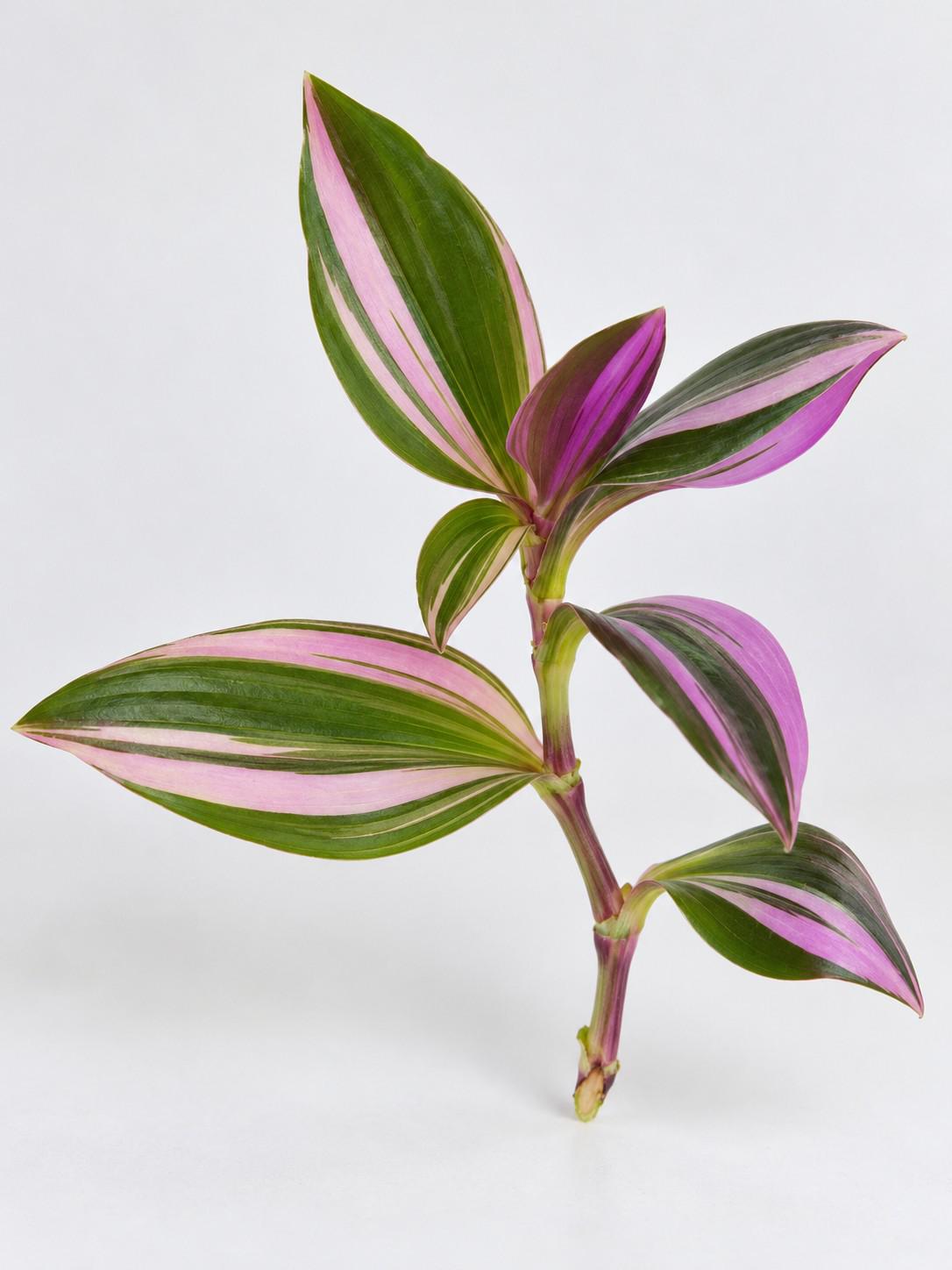 Tradescantia Cerinthoides cutting