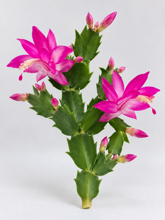Schlumbergera Chimaera cutting