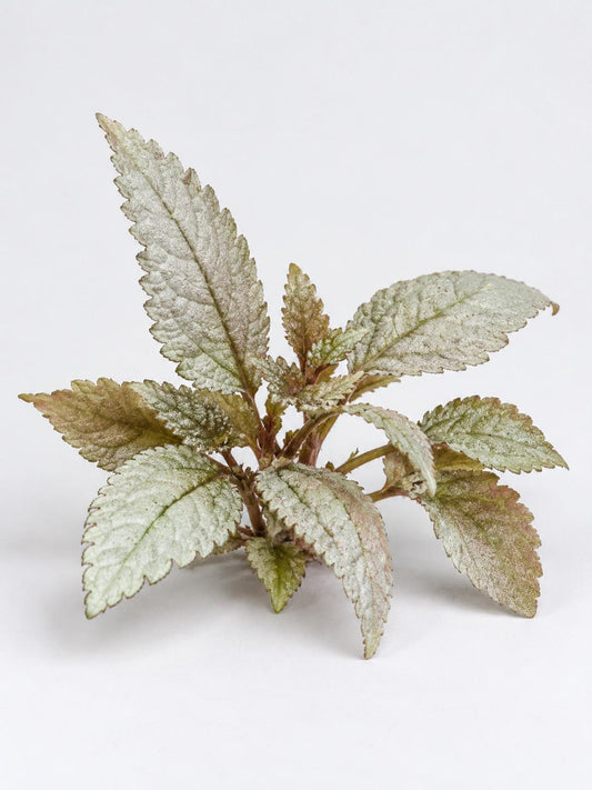Pilea Ellen cutting