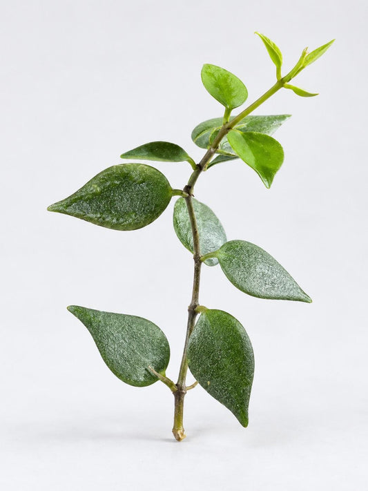 Dischidia Truncata cutting