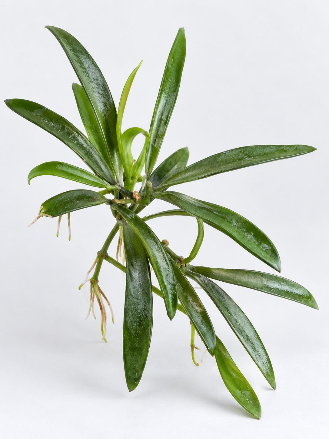 Dischidia Parasitica cutting