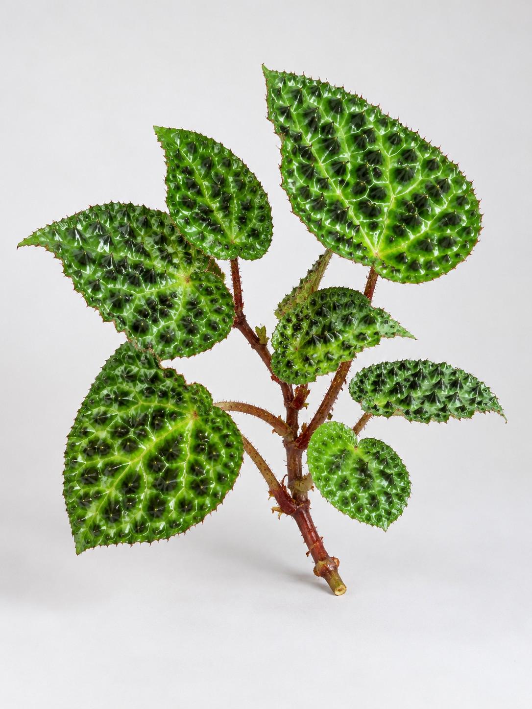 Begonia Ferox cutting