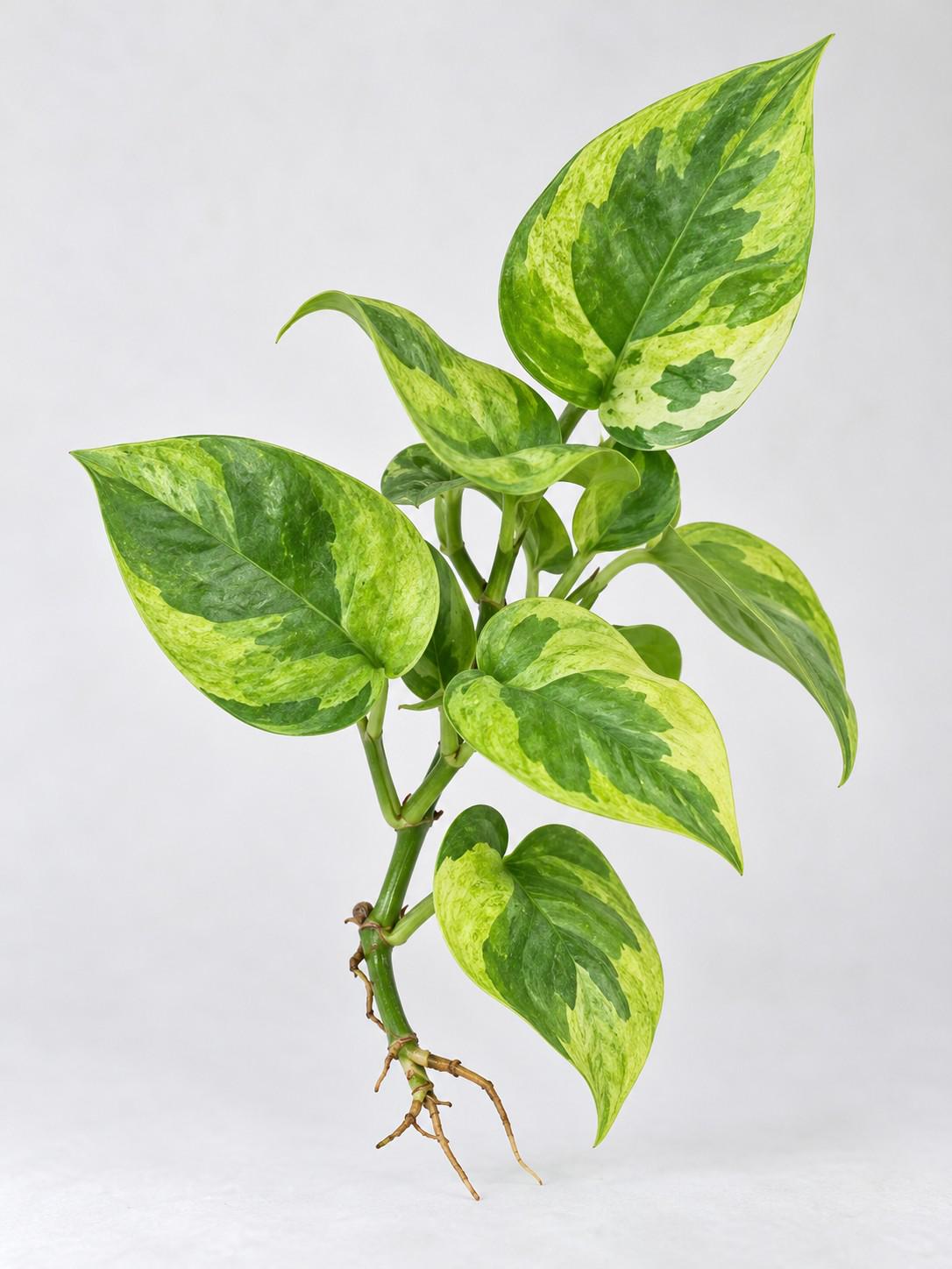 Scindapsus Lemon Meringue cutting