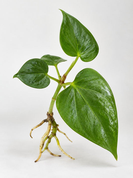 Anthurium Ralph Lynam cutting