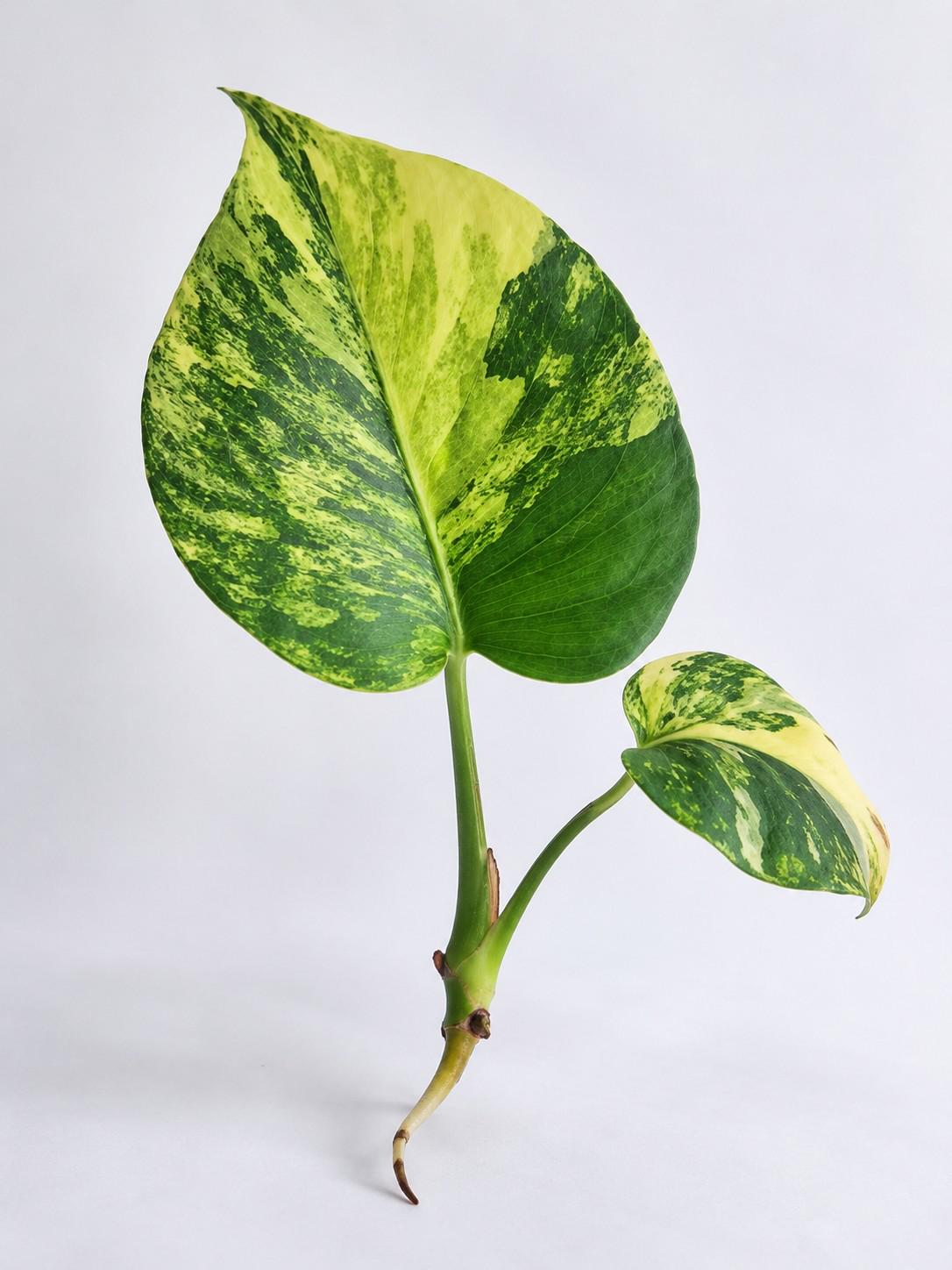 Monstera Marilyn cutting