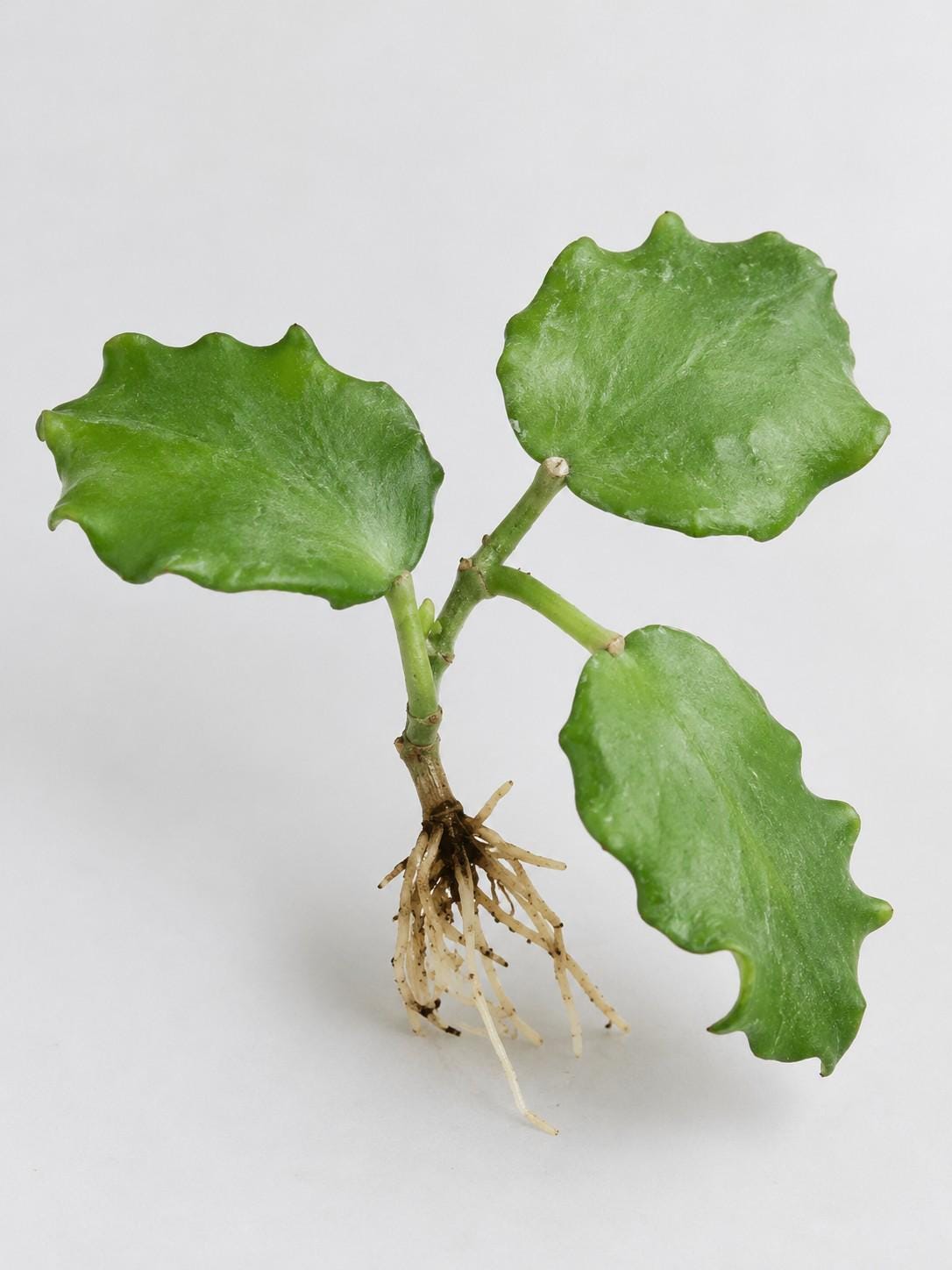 Hoya Endauensis cutting