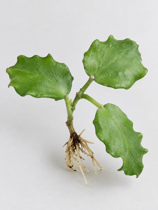 Hoya Endauensis cutting