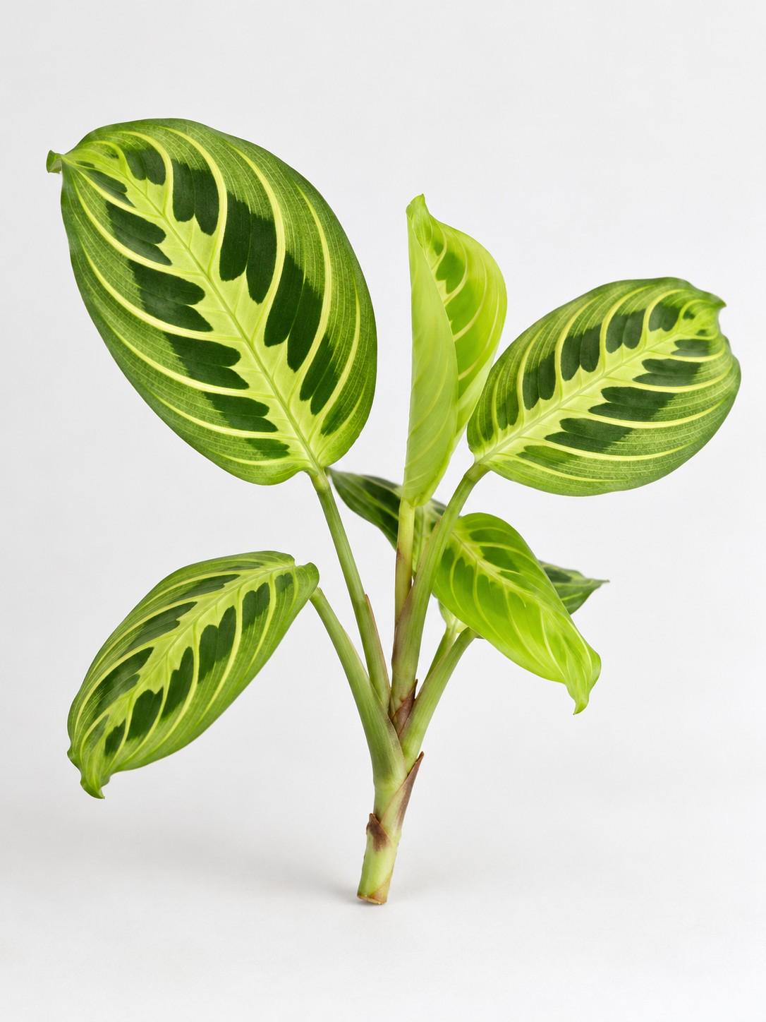 Maranta Lemon Lime cutting