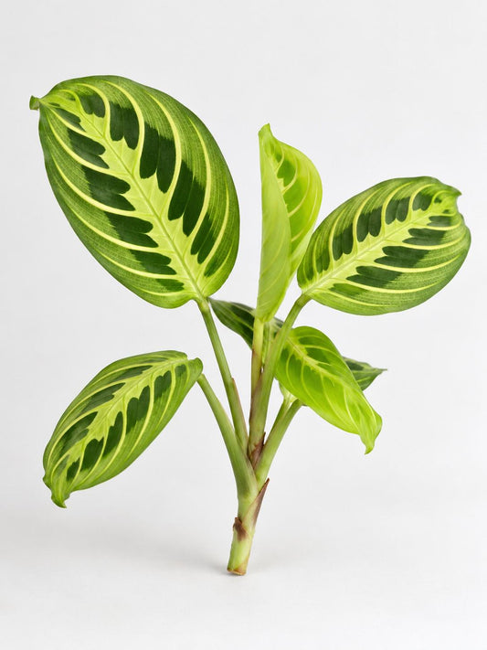 Maranta Lemon Lime cutting