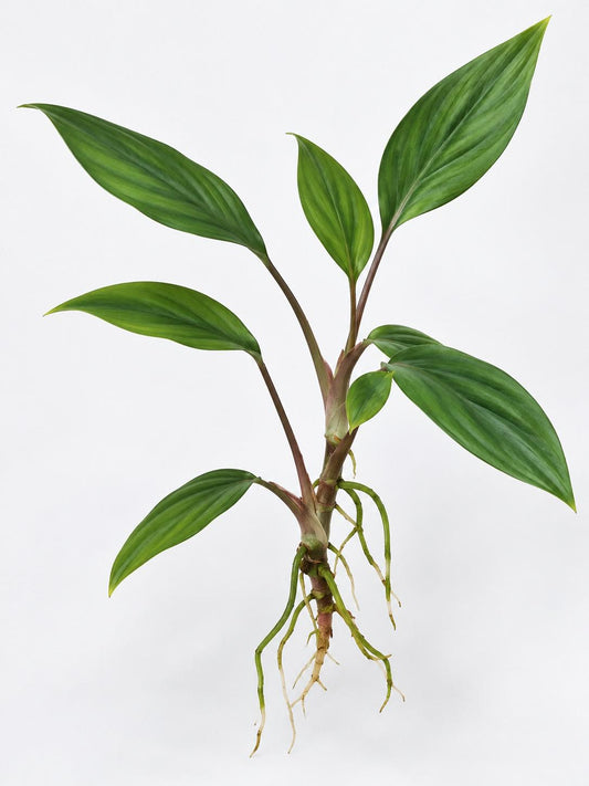 Homalomena Sekadau cutting