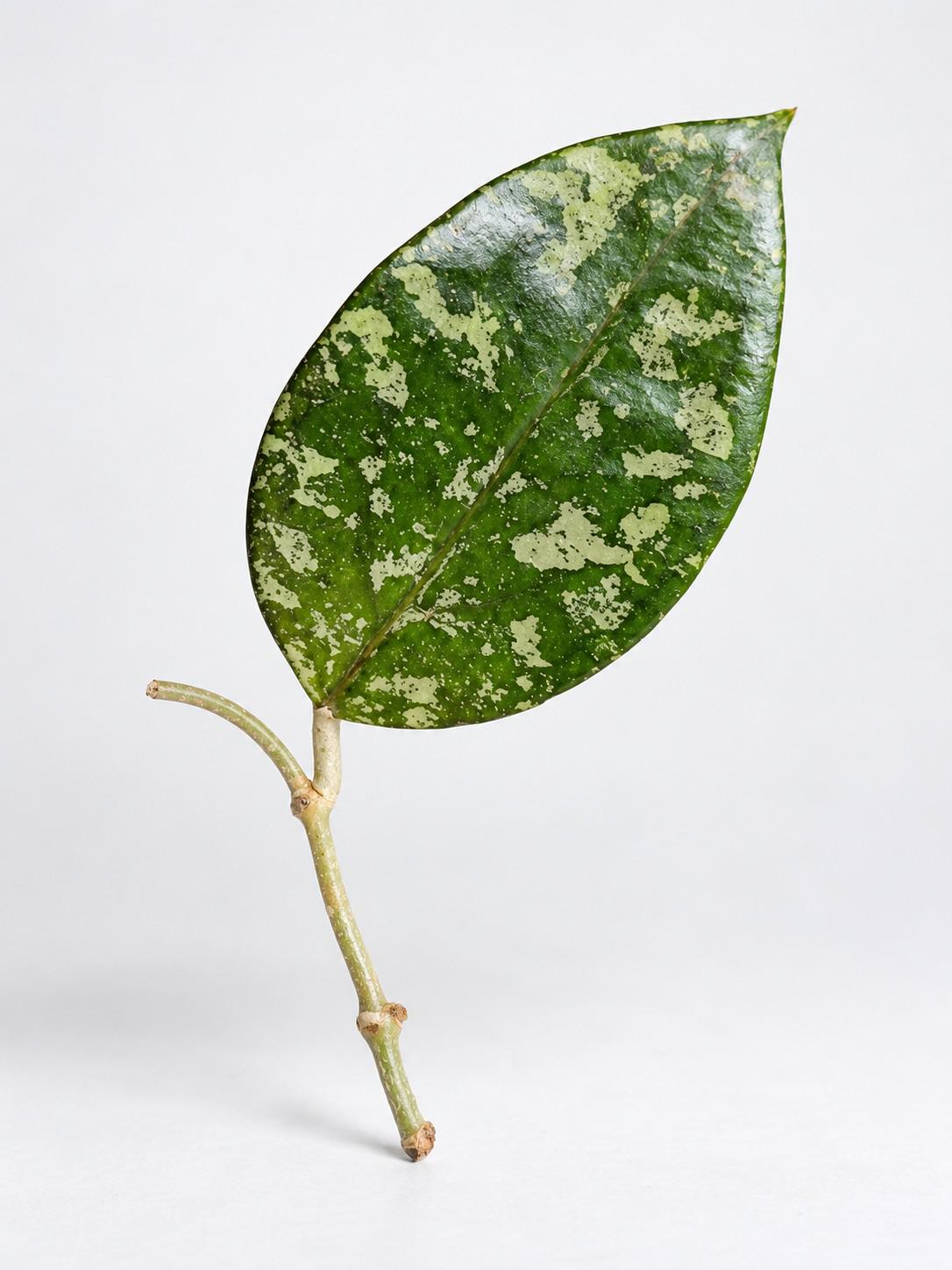 Hoya Vitellina cutting