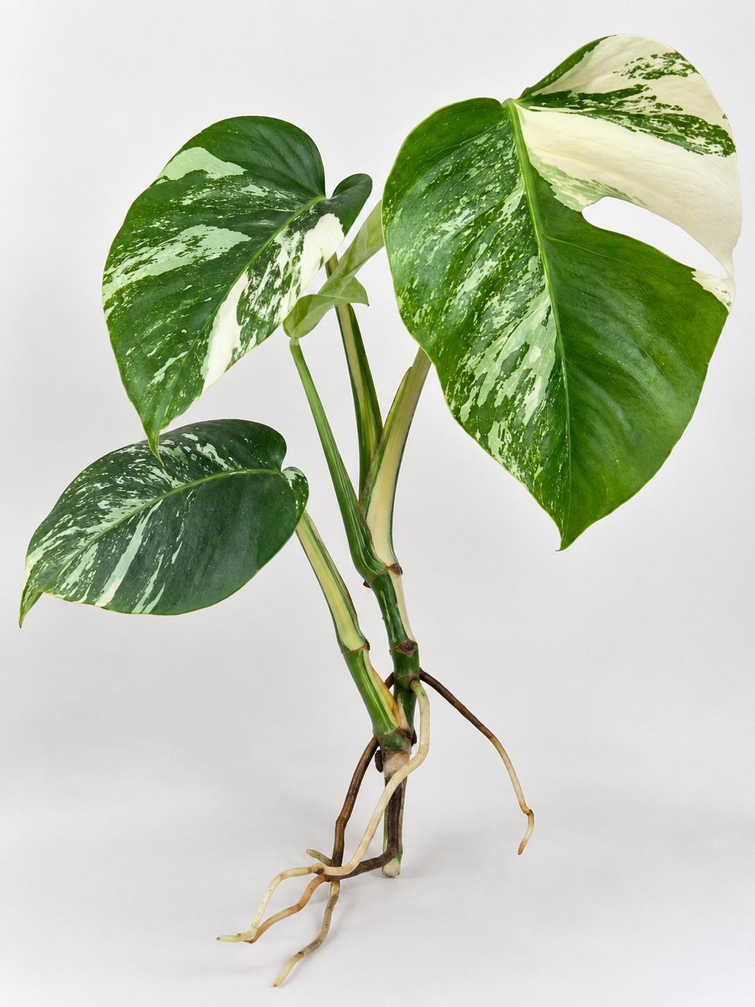 Monstera Marbled Albo Variegata cutting