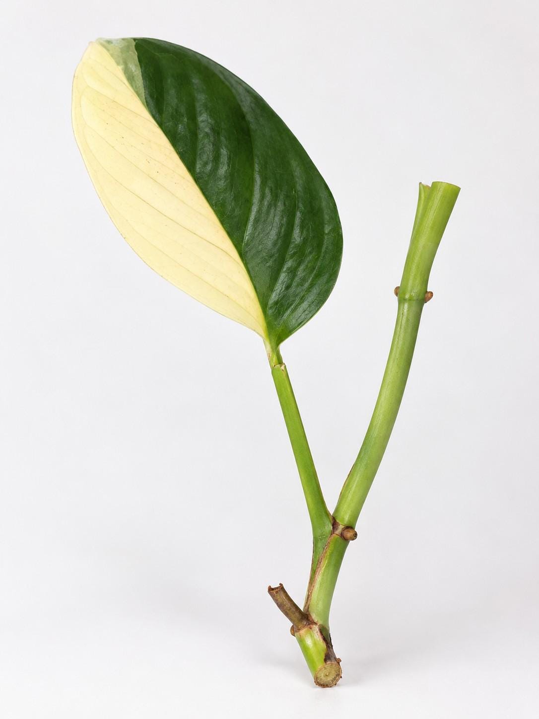 Monstera Acacoyaguensis Albo Variegata cutting