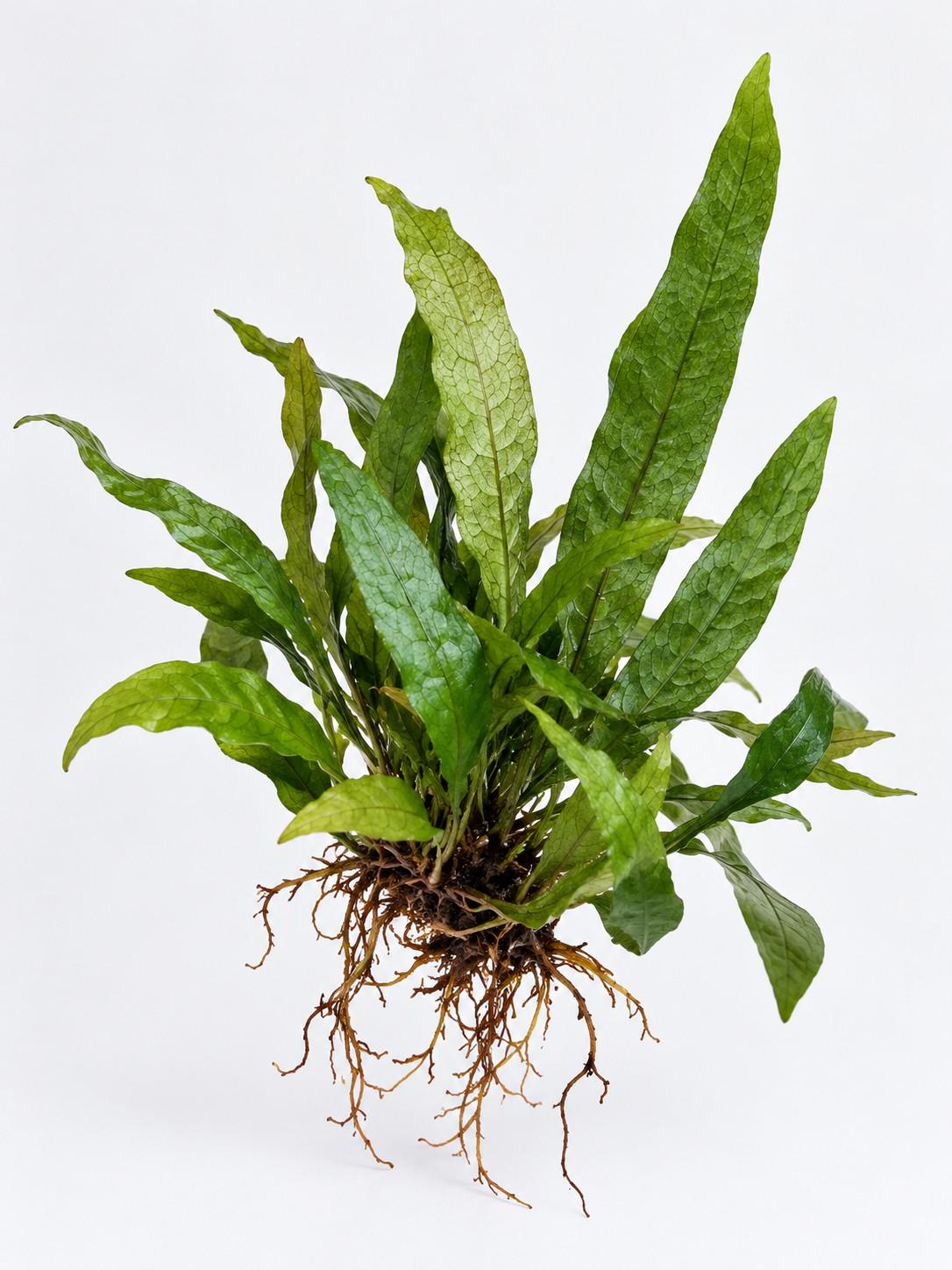 Microsorum Mini cutting