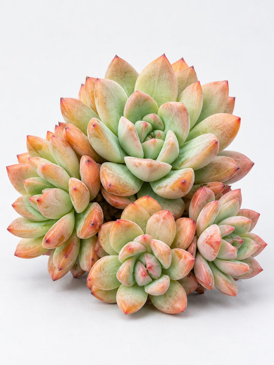 Echeveria All Star leaf cutting