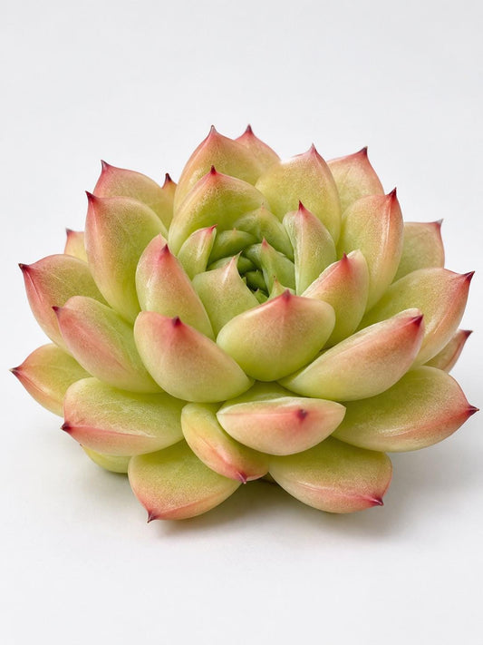Echeveria Vitamin C Bubble leaf cutting